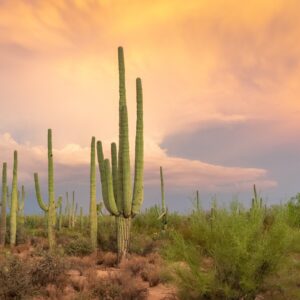 Tonto National Forest: Outdoor Adventures in Arizona’s Largest Forest