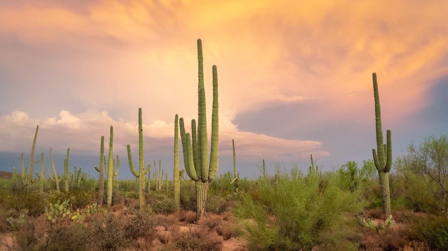 Tonto National Forest: Outdoor Adventures in Arizona’s Largest Forest